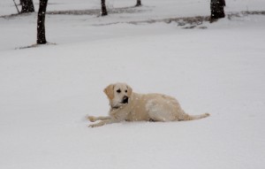 ゴールデンは雪が大好きです